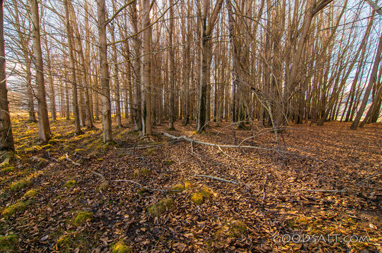 Autumn leaves on forest floor and bare trunks.