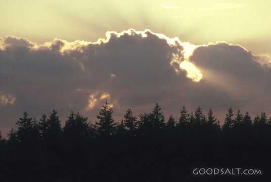Cloud and Pine Trees Silhouette