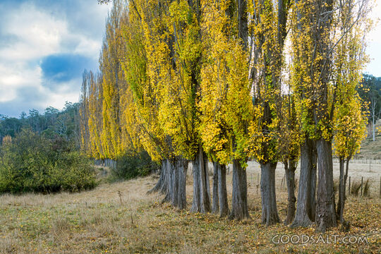 Deeply yellowed autumn leaves on row of Poplar trees.