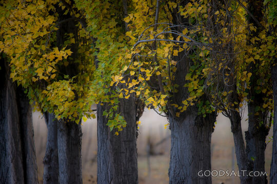 Deeply yellowed autumn leaves on row of Poplar trees.