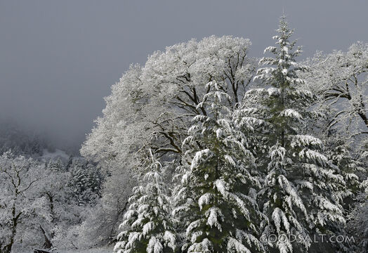 Evergreens in the Snow