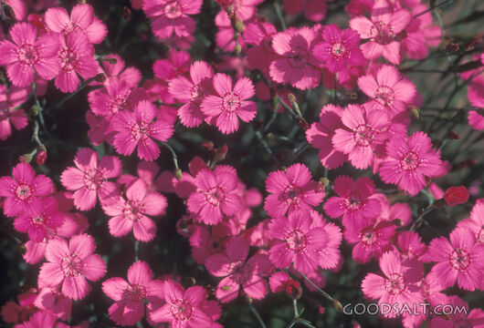 Fuschia оцветен диантус