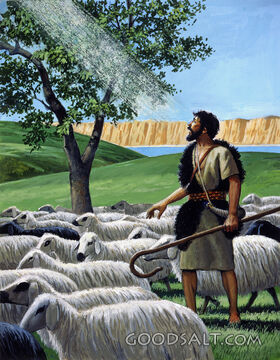 God Calls an Ordinary Shepherd