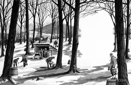 Maple Syrup Time