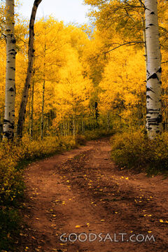 UTAH. Dixie National Forest near Cedar Mountain. Brilliant y