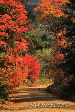 UTAH. Dixie National Forest near Cedar Mountain. Brilliant r
