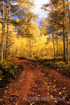 UTAH. Dixie National Forest near Cedar Mountain. Brilliant y