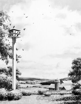 Swallow and Swift Bird House in Country