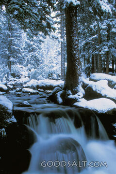 Waterfall With Snow Covered Trees