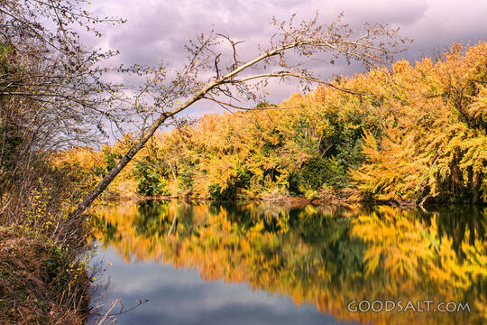 Yellow trees lining still river.