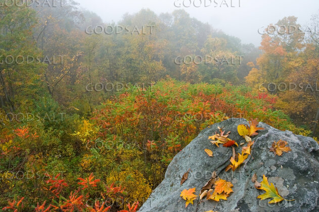Autumn Trees