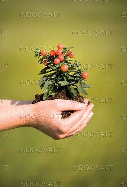 Holding Plant