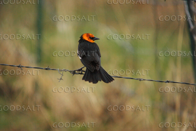 Orange Headed Blackbird