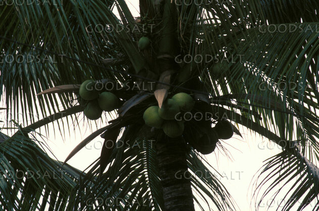 Palm Fruit