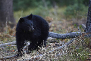 Bear Walking by Trees