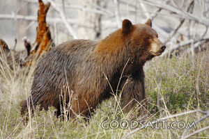 Brown Bear
