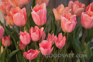 Bunch of Pink Flowers