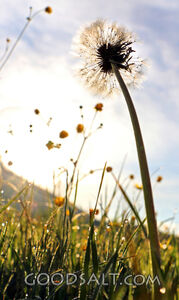 Dandelion Fluff Against the Sky