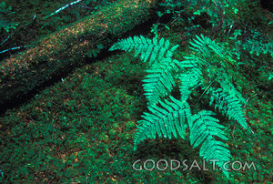 ferns in rain forest setting