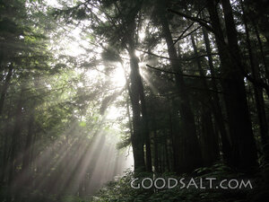 Forest Rays