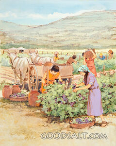Grape Harvest