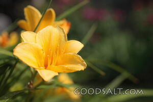 IDAHO. Boise. Yellow Daylily "Stella d'Oro", home garden in 