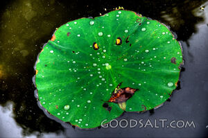 Lotus Leaf 3