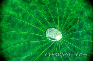 Lotus Leaf