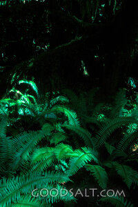 Lush ferns carpet a rainforest floor.