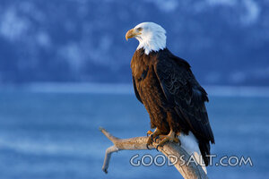 Perched Bald Eagle