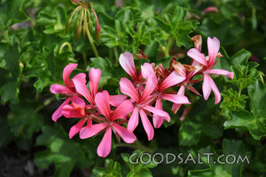Pink Flowers