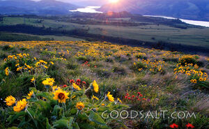 Rowena Crest Sunset con Balsam Root
