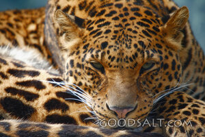 WASHINGTON. Spokane. Cat Tales. Asian Leopard (Panthera pard