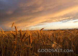 The Harvest