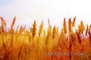 Wheat Field
