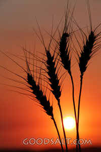 Wheat Stalks in Silhouette