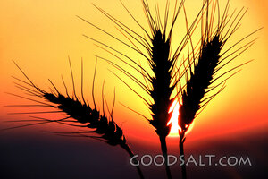 Wheat Stalks in the Sun