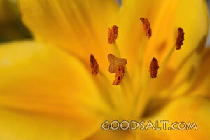 Yellow Flower Close-Up